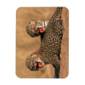 Close-up van pasgeboren luipaard (Panthera Pardus) Magneet (Verticaal)