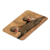 Close-up van pasgeboren luipaard (Panthera Pardus) Magneet (Linkerzijde)