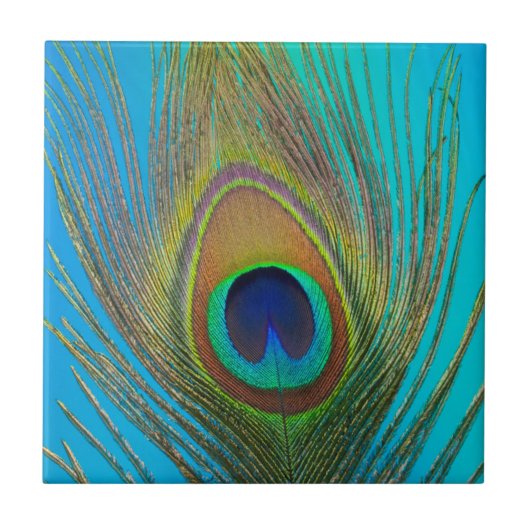 Close-up van pauwenveer tegeltje (Voorkant)