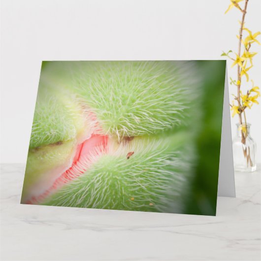 Close-up van Poppy Kaart (Gele Bloem)