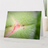 Close-up van Poppy Kaart (Voorkant)