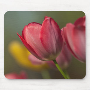 Close-up van rode en gele tulpen in de tuin muismat