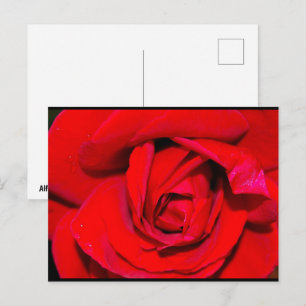 Close-up van rode roos briefkaart