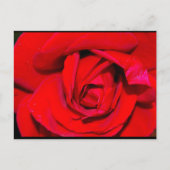 Close-up van rode roos briefkaart (Voorkant)