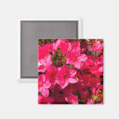  Close-up van Roze Azalea's Bloemen, Magneten (Voorkant / Achterkant)