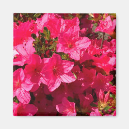  Close-up van Roze Azalea's Bloemen, Magneten