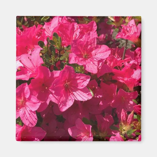  Close-up van Roze Azalea's Bloemen, Magneten (Voorkant)