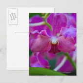 Close-up van roze orchideeën briefkaart (Voorkant / Achterkant)