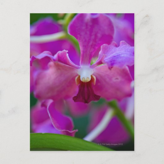 Close-up van roze orchideeën briefkaart (Voorkant)