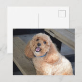 Close-up van Schattigee Cockapoo hond glimlachend  Briefkaart (Voorkant / Achterkant)