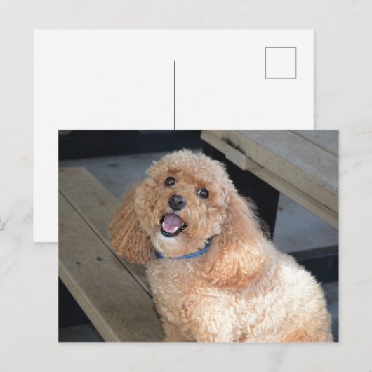 Close-up van Schattigee Cockapoo hond glimlachend Briefkaart (Voorkant / Achterkant)