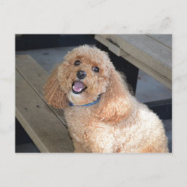 Close-up van Schattigee Cockapoo hond glimlachend  Briefkaart