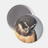 Close-up van Spectacled Owl kijkt boos naar benede Magneet (Voorkant / Achterkant)