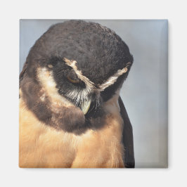 Close-up van Spectacled Owl op zoek naar beneden b Magneet