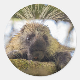 Close-up van stekelvarken in een boom ronde sticker