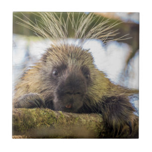 Close-up van stekelvarken in een boom tegeltje