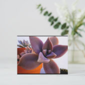 Close-up van succulente spookplant briefkaart (Staand voorkant)