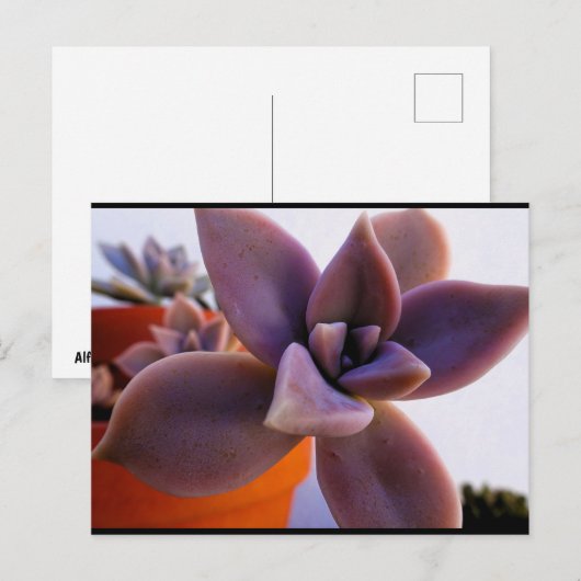 Close-up van succulente spookplant briefkaart (Voorkant / Achterkant)