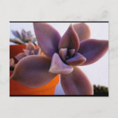 Close-up van succulente spookplant briefkaart (Voorkant)