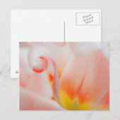 Close-up van tulp 3 briefkaart (Voorkant / Achterkant)