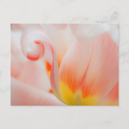 Close-up van tulp 3 briefkaart (Voorkant)