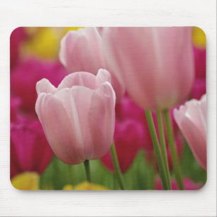 Close-up van tulp bloem, Kuekenhof Tuinen, Muismat
