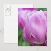 Close-up van tulp briefkaart (Voorkant / Achterkant)
