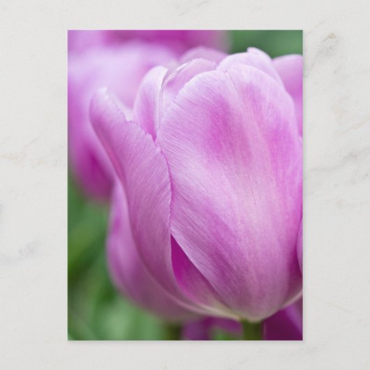 Close-up van tulp briefkaart (Voorkant)