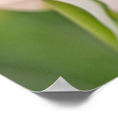 Close-up van tulp en knop poster (Hoek)