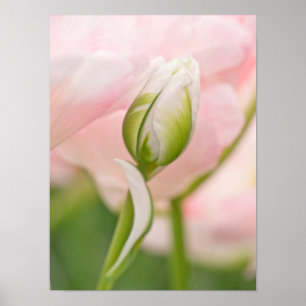 Close-up van tulp en knop poster