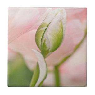 Close-up van tulp en knop tegeltje