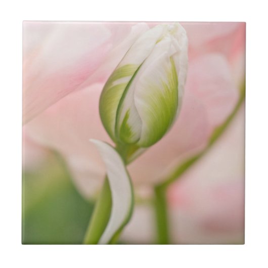 Close-up van tulp en knop tegeltje (Voorkant)