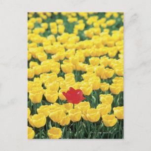 Close-up van Tulpen in een veld, Leiden, Briefkaart