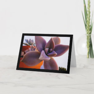 Close-up van vetplant spookplant kaart