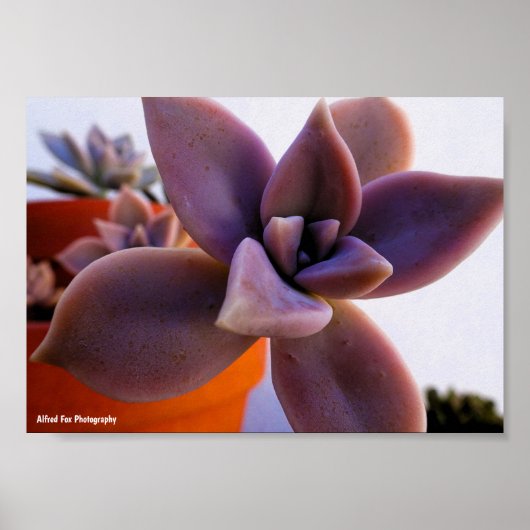 Close-up van vetplant spookplant poster (Voorkant)