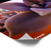 Close-up van vetplant spookplant poster (Hoek)