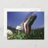 Close-up van vlinder op bloem, fladderende vleugel briefkaart (Voorkant / Achterkant)