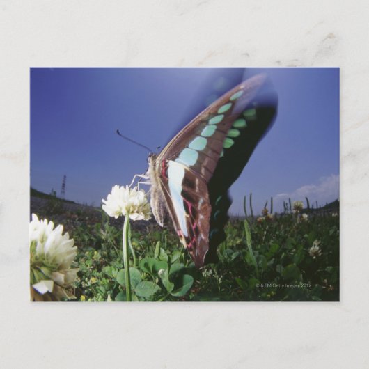 Close-up van vlinder op bloem, fladderende vleugel briefkaart (Voorkant)