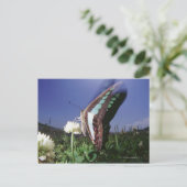 Close-up van vlinder op bloem, fladderende vleugel briefkaart (Staand voorkant)