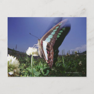 Close-up van vlinder op bloem, fladderende vleugel briefkaart