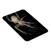 Close-up Wonder: Europese tuinspin Magneet (Rechterzijde)