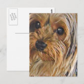 Close-up Yorkshire dooder briefkaart (Voorkant / Achterkant)
