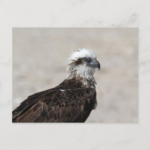 Close-upfoto van een visarend briefkaart
