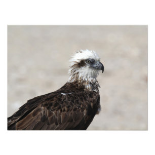 Close-upfoto van een visarend foto afdruk