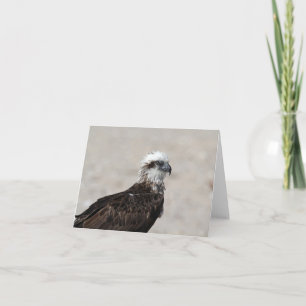 Close-upfoto van een visarend kaart
