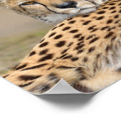 Closeup African Cheetah (Acinonyx jubatus) Poster (Hoek)