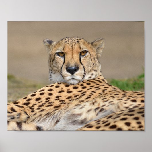 Closeup African Cheetah (Acinonyx jubatus) Poster (Voorkant)