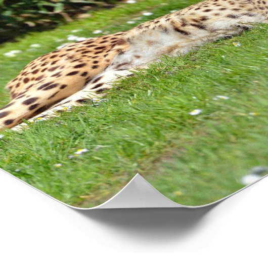 Closeup African Cheetah op gras Poster (Hoek)