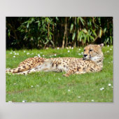Closeup African Cheetah op gras Poster (Voorkant)