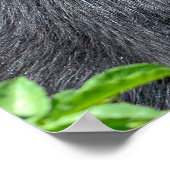 Closeup Andean beer Poster (Hoek)